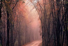 申花后卫连续出色，帮助球队保持不败